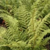 Polystichum Setiferum