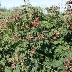 Blackberry 'Oregon Thornless' -Deals Green4Ever Store pl0000001886 card2 lg