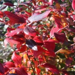 Blueberry 'Bluecrop' -Deals Green4Ever Store pl0000001890 card3 lg