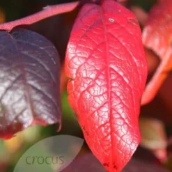 Blueberry 'Bluecrop' -Deals Green4Ever Store pl0000001890 card4 lg