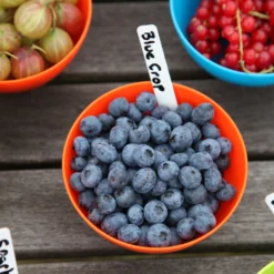 Blueberry 'Bluecrop' -Deals Green4Ever Store pl0000001890 card6 lg scaled