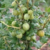 Gooseberry 'Invicta'