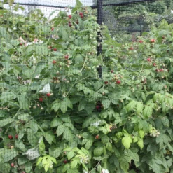 Raspberry 'Autumn Bliss' -Deals Green4Ever Store pl0000001947 card4 lg scaled