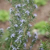 Rosmarinus Officinalis 'Miss Jessopp's Upright'