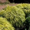 Hakonechloa Macra 'Alboaurea'