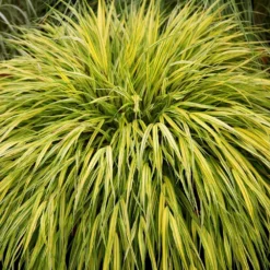 Hakonechloa Macra 'Alboaurea' -Deals Green4Ever Store pl0000001996 card3 lg