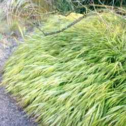 Hakonechloa Macra 'Alboaurea' -Deals Green4Ever Store pl0000001996 card4 lg