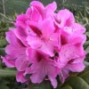 Rhododendron 'Cosmopolitan'