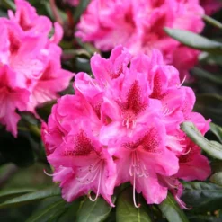 Rhododendron 'Cosmopolitan' -Deals Green4Ever Store pl0000002192 card3 lg