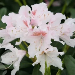 Rhododendron 'Cunningham's White' -Deals Green4Ever Store pl0000002196 card4 lg