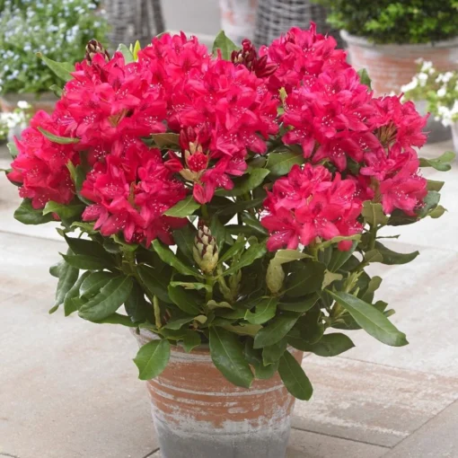Rhododendron 'Nova Zembla' -Deals Green4Ever Store pl0000002242