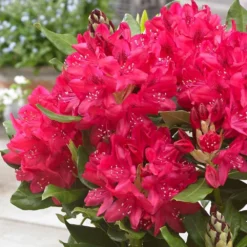Rhododendron 'Nova Zembla' -Deals Green4Ever Store pl0000002242 card3 lg