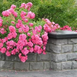 Rosa Pink Flower Carpet ('Noatraum') (PBR) -Deals Green4Ever Store pl0000002325 card4 lg