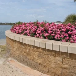 Rosa Pink Flower Carpet ('Noatraum') (PBR) -Deals Green4Ever Store pl0000002325 card5 lg