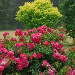 Rosa Pink Flower Carpet ('Noatraum') (PBR) -Deals Green4Ever Store pl0000002325 card6 lg