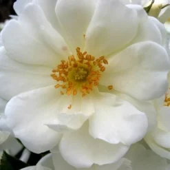 Rosa Flower Carpet White ('Noaschnee') (PBR) -Deals Green4Ever Store pl0000002326 card2 lg