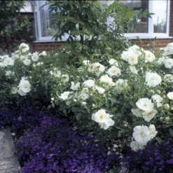 Rosa Flower Carpet White ('Noaschnee') (PBR) -Deals Green4Ever Store pl0000002326 card5 lg