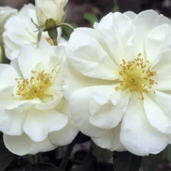 Rosa Flower Carpet White ('Noaschnee') (PBR) -Deals Green4Ever Store pl0000002326 card6 lg