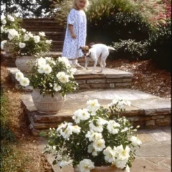 Rosa Flower Carpet White ('Noaschnee') (PBR) -Deals Green4Ever Store pl0000002326 card7 lg