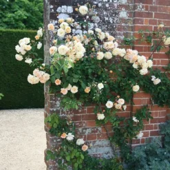 Rosa 'Buff Beauty' -Deals Green4Ever Store pl0000002335 card3 lg