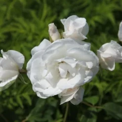 Rosa Iceberg ('Korbin') -Deals Green4Ever Store pl0000002375 card4 lg