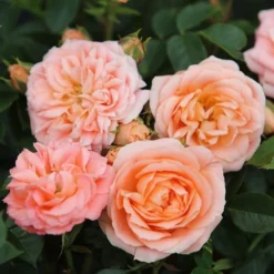 Rosa Sweet Dream ('Fryminicot') -Deals Green4Ever Store pl0000002418 card3 lg