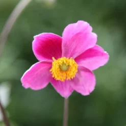 Anemone Hupehensis 'Hadspen Abundance' -Deals Green4Ever Store pl0000002459 card3 lg
