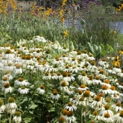 Echinacea Purpurea 'White Swan' 4 Echinacea Purpurea 'White Swan' -Deals Green4Ever Store pl0000002725 card2 lg