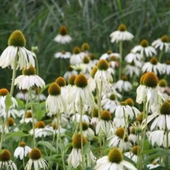 Echinacea Purpurea 'White Swan' 5 Echinacea Purpurea 'White Swan' -Deals Green4Ever Store pl0000002725 card5 lg