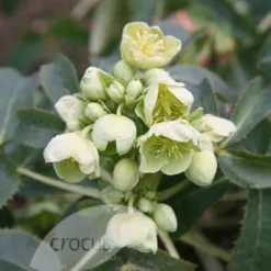 Helleborus Argutifolius -Deals Green4Ever Store pl0000002907 card3 lg