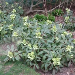 Helleborus Argutifolius -Deals Green4Ever Store pl0000002907 card4 lg