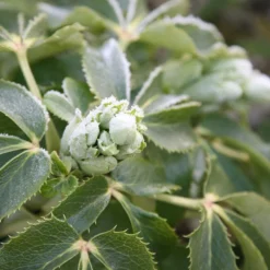 Helleborus × Sternii -Deals Green4Ever Store pl0000002918 card3 lg