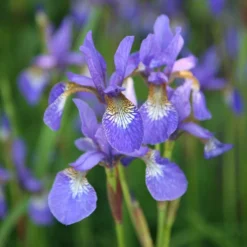 Iris 'Tropic Night' -Deals Green4Ever Store pl0000003109 card3 lg