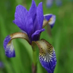 Iris 'Tropic Night' -Deals Green4Ever Store pl0000003109 card4 lg