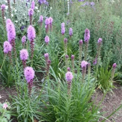 Liatris Spicata 'Kobold' -Deals Green4Ever Store pl0000003153 card2 lg