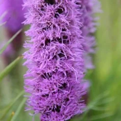 Liatris Spicata 'Kobold' -Deals Green4Ever Store pl0000003153 card3 lg