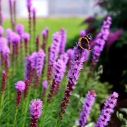 Liatris Spicata 'Kobold' -Deals Green4Ever Store pl0000003153 card4 lg