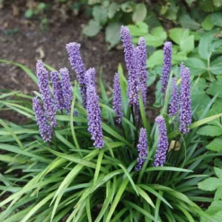 Liriope Muscari -Deals Green4Ever Store pl0000003173 card6 lg