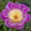 Paeonia Lactiflora 'Bowl Of Beauty'
