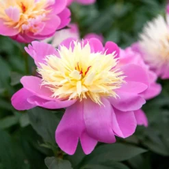Paeonia Lactiflora 'Bowl Of Beauty' -Deals Green4Ever Store pl0000003290 card4 lg