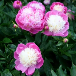 Paeonia Lactiflora 'Bowl Of Beauty' -Deals Green4Ever Store pl0000003290 card5 lg
