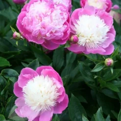 Paeonia Lactiflora 'Bowl Of Beauty' -Deals Green4Ever Store pl0000003290 card6 lg