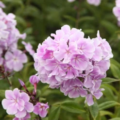 Phlox Paniculata 'Franz Schubert'