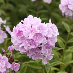 Phlox Paniculata 'Franz Schubert' -Deals Green4Ever Store pl0000003413 card3 lg