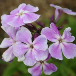 Phlox Paniculata 'Franz Schubert' -Deals Green4Ever Store pl0000003413 card4 lg