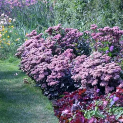 Hylotelephium 'Matrona' -Deals Green4Ever Store pl0000003599 card2 lg