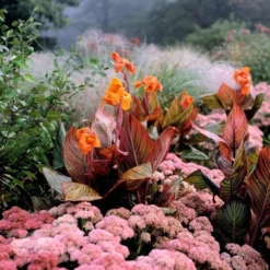 Hylotelephium 'Matrona' -Deals Green4Ever Store pl0000003599 card3 lg