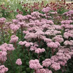 Hylotelephium 'Matrona' -Deals Green4Ever Store pl0000003599 card4 lg