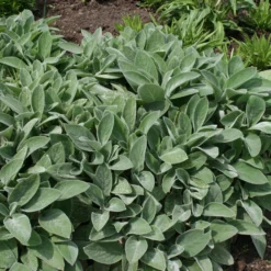 Deals Green4Ever Store -Deals Green4Ever Store pl0000003619 card2 lg scaled