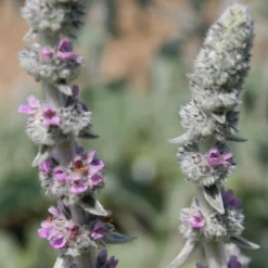 Stachys Byzantina 'Big Ears' -Deals Green4Ever Store pl0000003619 card3 lg